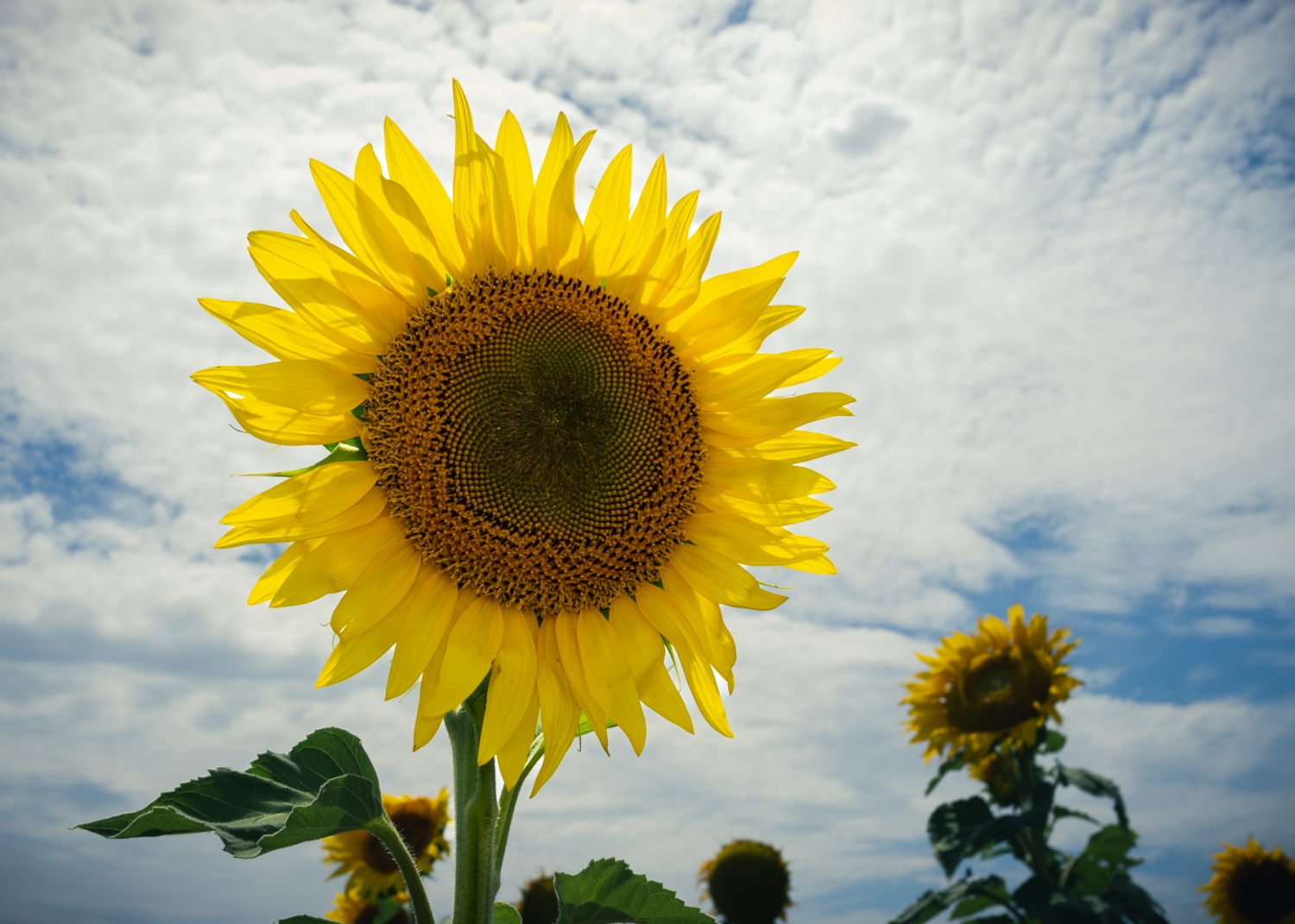 Sunflower Season - Queensland 2012.