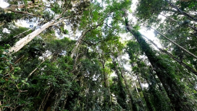Warm Subtropical Rainforest of Lamington National Park