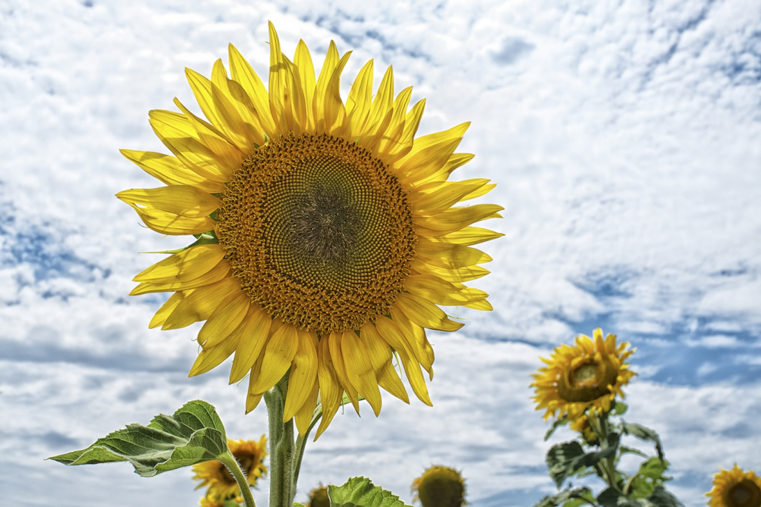 Travel for Grown Ups The Sunflower Way, Southern Queensland. Australia